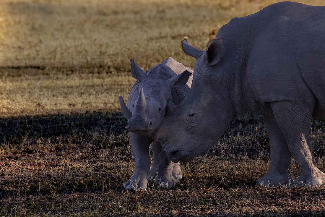rhino love